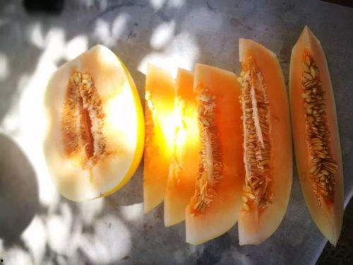 阿拉善吃瓜视频,揭秘沙漠中的趣味生活