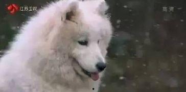 吃瓜小狗过年视频,欢乐温馨的春节记忆