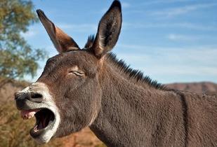 二驴老爸吃瓜视频,揭秘娱乐圈幕后故事