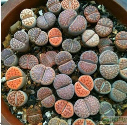 石老白在线吃瓜视频,揭秘热门事件幕后真相