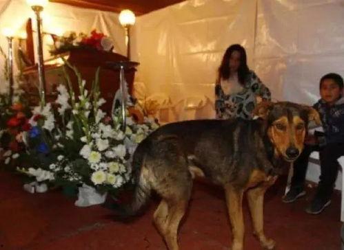 车祸狗狗吃瓜视频大全,萌态百出视频大全