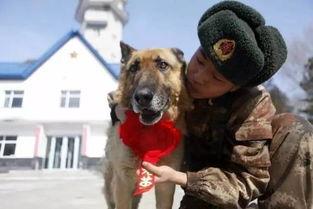 军犬吃瓜视频,萌宠瞬间，军营里的欢乐时光