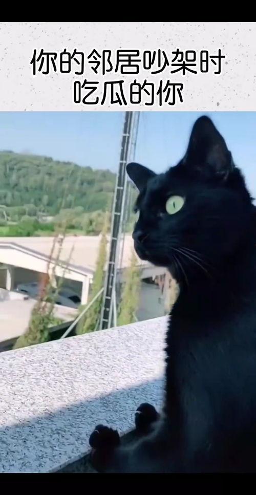 狗吃瓜邻居吵架视频播放,视频播放引发网友热议