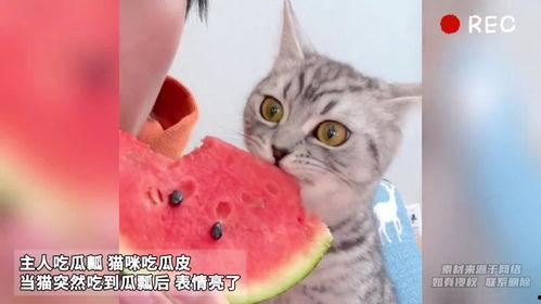 主人吃瓜猫咪吃瓜皮视频,萌宠吃瓜趣味瞬间