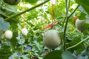 吃网纹瓜搞笑视频大全图片,笑料横生的欢乐盛宴