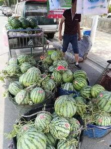 山东交院吃瓜事件视频,校园风波背后的真相揭晓