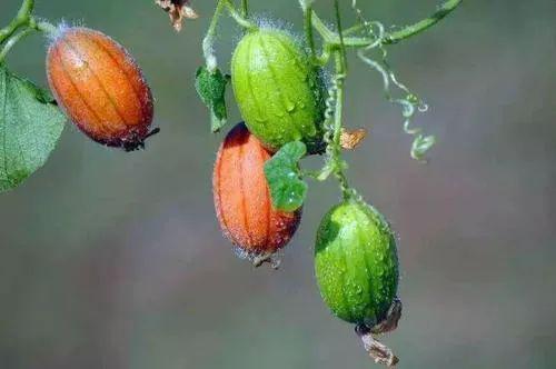 马吃王瓜的视频