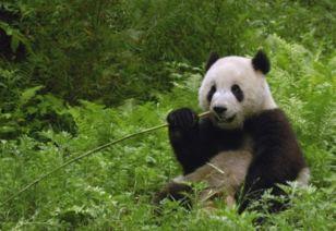 日本熊猫外卖吃瓜视频,萌宠美食大揭秘