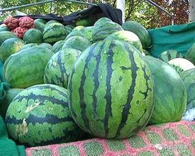 热门吃瓜视频怎么找,深度解析网络热点现象