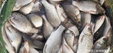 六大瓜吃鲫鱼视频大全,六大瓜教你轻松学会吃鲫鱼视频大全