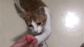 猫咪搞笑吃瓜视频大全,猫咪搞笑吃瓜视频大盘点