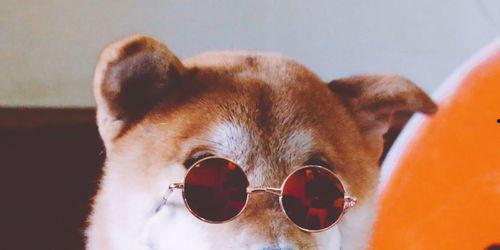 狗哥在线吃瓜视频下载,揭秘热门视频幕后故事