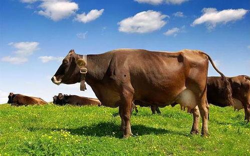 母牛吃瓜视频,一场意想不到的田园趣味秀