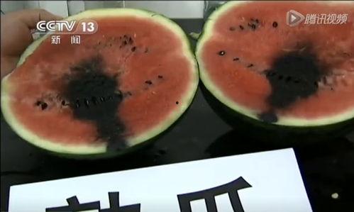 巨型西瓜吃瓜视频,一场视觉与味觉的双重盛宴