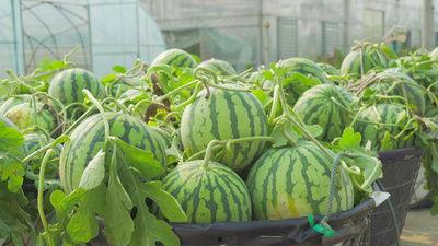 徽县大宝吃瓜视频,一场乡村生活的趣味演绎