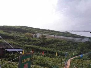 雅安名山吃瓜事件视频