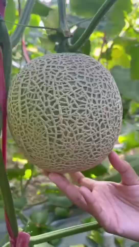 玲珑蜜瓜怎么切着吃视频,轻松解锁夏日清新美味