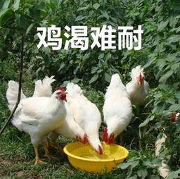 鸡瓜越吃越香吗视频,揭秘神奇美食的魅力