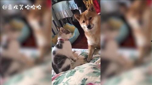 猫咪吃瓜震惊的视频大全