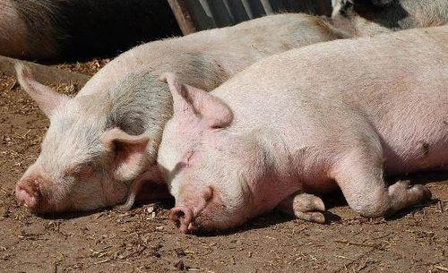 猪屁登吃瓜视频,揭秘娱乐圈幕后真相