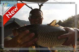 钓鱼直播吃瓜视频下载,揭秘热门钓鱼直播下载与观看体验