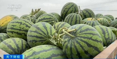 苏州教师吃瓜视频大全,揭秘校园生活趣味瞬间