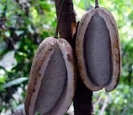 八月瓜吃货视频大全集,视频大全集带你领略美味瞬间