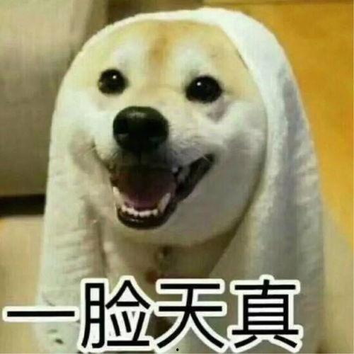 吵架吃瓜搞笑视频合集,带你领略网络幽默的魅力