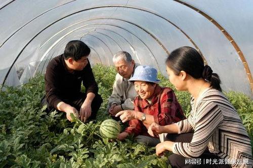 新疆农村吃瓜视频大全集,吃瓜视频大全集带你领略瓜乡风情