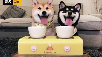 吃瓜吃狗粮的视频下载,揭秘热门吃瓜吃狗粮视频下载攻略