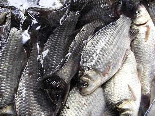 鲫瓜鱼烤着吃有营养吗视频,营养保留尽享健康