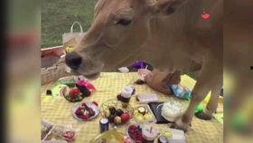 吃瓜拍照被牛撞的视频,网友直呼太刺激