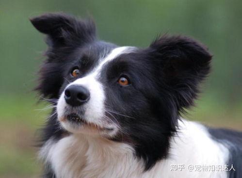 边牧可以吃小瓜汤吗视频