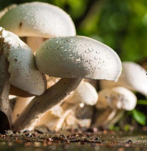 蘑菇视频吃瓜爆料网最新版