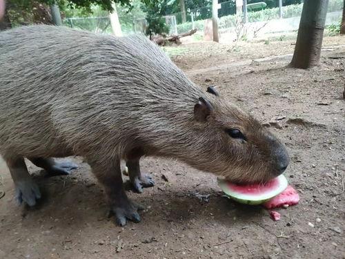 黑猩猩吃瓜视频在线观看,萌态十足引网友热议