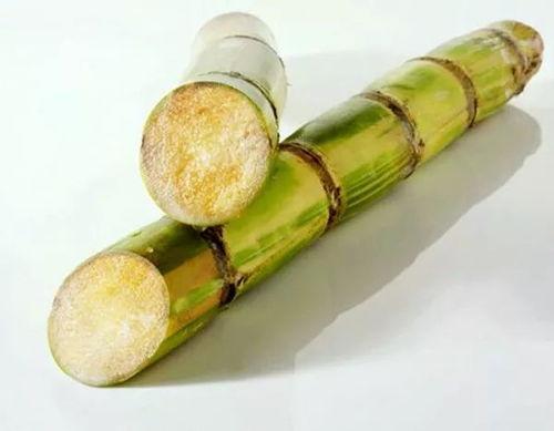 送旱甘蔗吃瓜视频,旱地甘蔗与夏日瓜果的完美邂逅