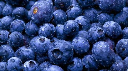 吃瓜恶魔蓝莓视频