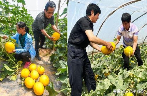 发吃瓜视频会怎么样,发布吃瓜视频背后的惊人效应