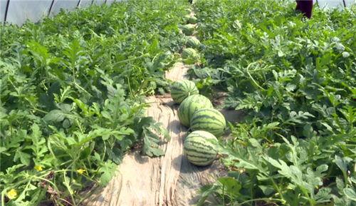 玉树最近吃瓜事件视频,一场网络狂欢背后的真相与反思