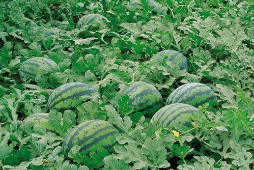 寿光楼顶西城吃瓜视频,揭秘城市生活新风尚