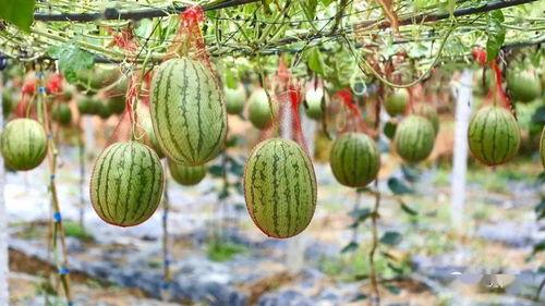 古乡湖吃瓜视频,一场别开生面的乡村盛宴