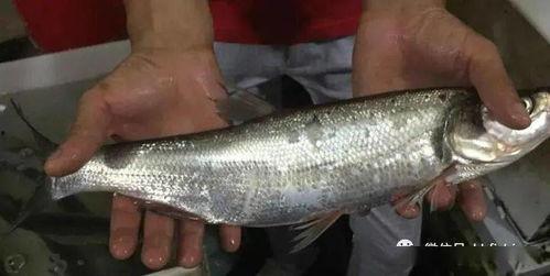 吃八瓜鱼视频生,揭秘视频中的美味佳肴