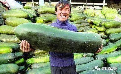群众吃芥瓜视频大全下载,视频大全下载，尽享民间美味时光
