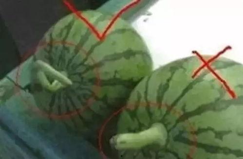 吃瓜封面图文怎么做视频,揭秘短视频制作全流程
