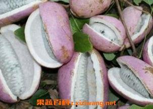 小伙伴们吃八月瓜视频,小伙伴们共享田园美味时光