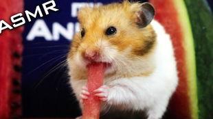 怎么画吃瓜的仓鼠视频,轻松绘制可爱吃瓜仓鼠