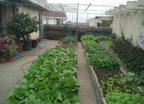 楼顶上吃瓜的视频,楼顶吃瓜视频走红网络