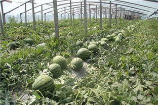 青岛李沧吃瓜事件视频,一场引发热议的街头冲突瞬间