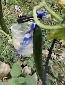 韩城东湖吃瓜事件真相视频,真相视频曝光背后的真相