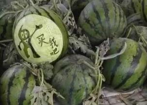 王小九吃茄瓜是真的吗视频,王小九吃茄瓜视频真相大起底